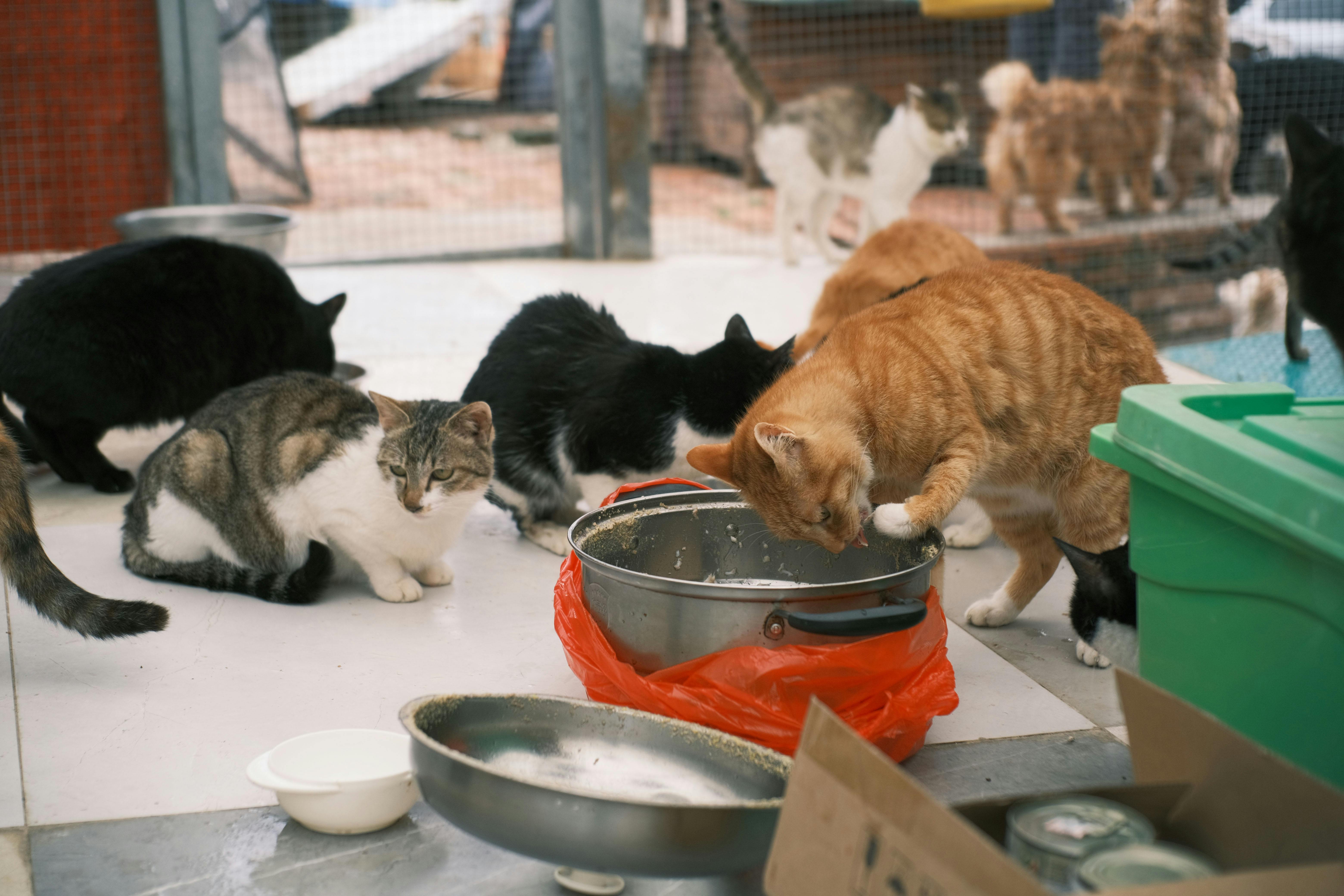 Cats at a shelter.
